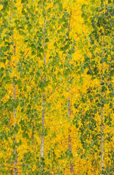 Aspens Amarillos Populus Tremula Colores Otoñales Cultivados Para Madera Cerca —  Fotos de Stock