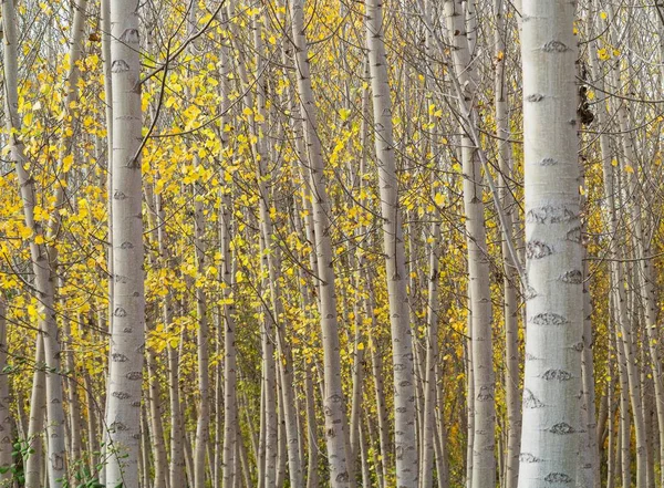 Yellow Aspens Populus Tremula Autumnal Colours Cultivated Timber Guadix Granada — Stock Photo, Image