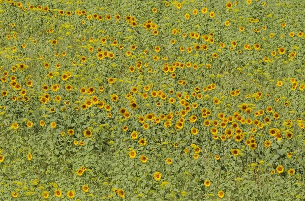 Sunflowers Helianthus Annuus Field Cultivations Campia Cordobesa Cordoba Province Andalusia — Stock Photo, Image