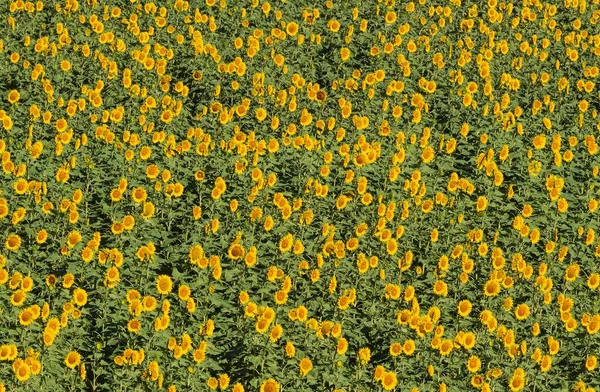 Sunflowers Helianthus Annuus Field Cultivations Campia Cordobesa Cordoba Province Andalusia — Zdjęcie stockowe