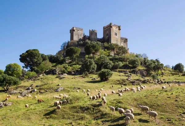 Castle Almodvar Del Flock Sheep Cordoba Province Andalusia Spain Europe — стоковое фото
