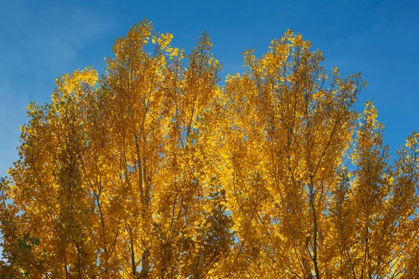 Aspens Amarillos Populus Tremula Colores Otoñales Cultivados Para Madera Cerca — Foto de Stock