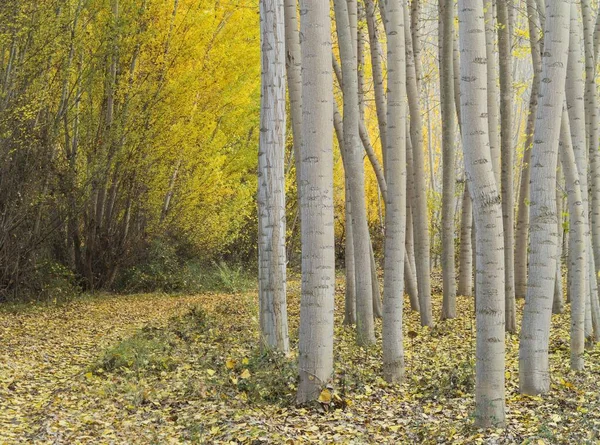 Yellow Aspens Populus Tremula Autumnal Colours Cultivated Timber Guadix Granada — 스톡 사진