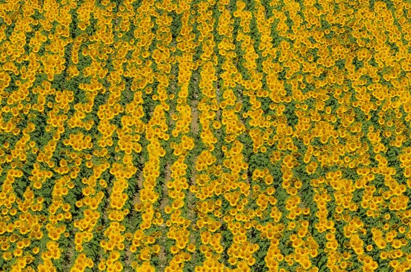 Sunflowers Helianthus Annuus Field Cultivations Campia Cordobesa Cordoba Province Andalusia — стоковое фото