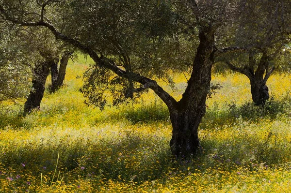목초지에 올리브 올레아 지방의 시에라데아 라세나 스페인 루시아 — 스톡 사진