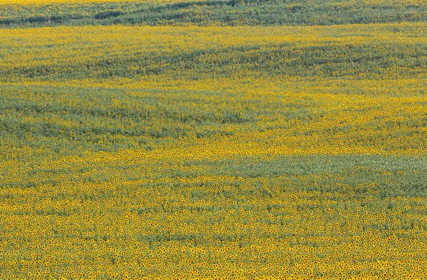 Sunflowers Helianthus Annuus Field Cultivations Campia Cordobesa Cordoba Province Andalusia — Stock Photo, Image