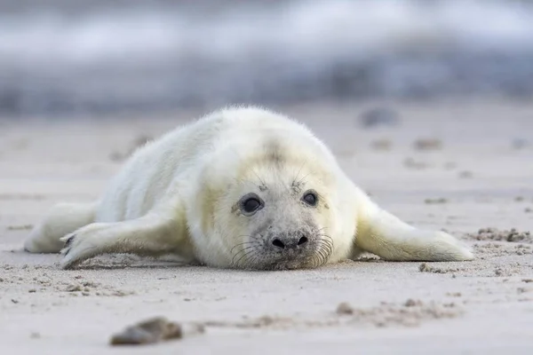 Молодий Сірий Тюлень Halichoerus Grypus Лежить Пляжі Гельголанд Шлезвіг Гольштейн — стокове фото