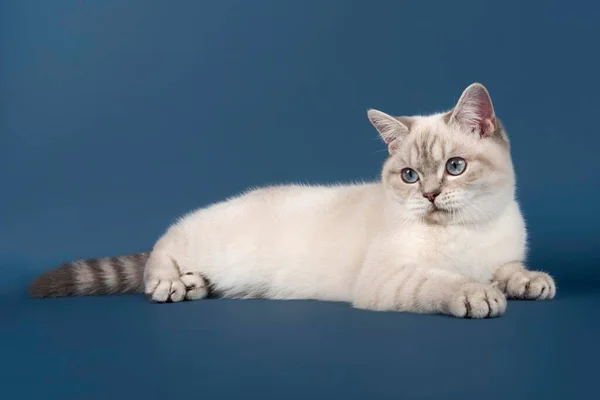 Britská Krátkosrstá Kočka Zblízka — Stock fotografie