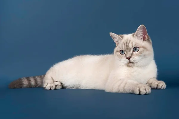 Britânico Shorthair Gato Perto — Fotografia de Stock