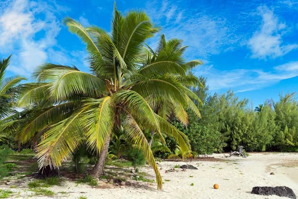 Kokosowe Drzewo Roślinność Plaży Aitutaki Atoll Wyspy Cooka Oceania — Zdjęcie stockowe