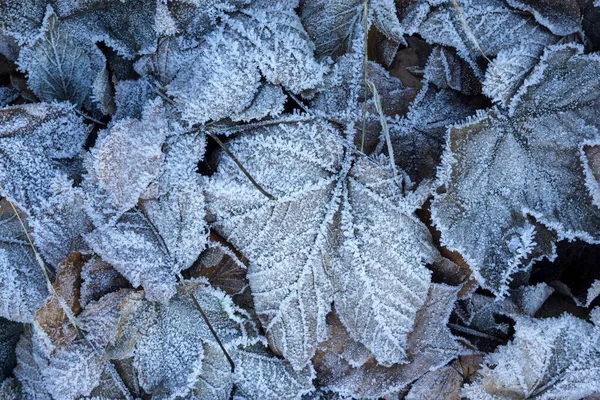 秋の葉は 秋の霜 Algu バイエルン ドイツ ヨーロッパで覆われています — ストック写真