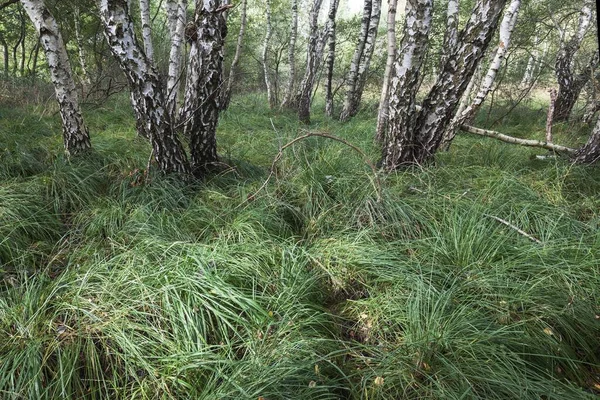 モーター白樺の木 羽毛の白樺 Betula Pubescens Birkenbruch森林 スタインヒュード自然保護区 ニーダーザクセン州 ドイツ ヨーロッパ — ストック写真