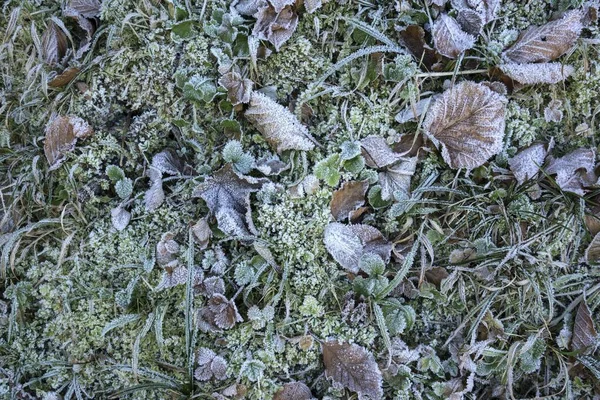 Осенние Листья Мох Трава Инеем Allgu Бавария Германия Европа — стоковое фото
