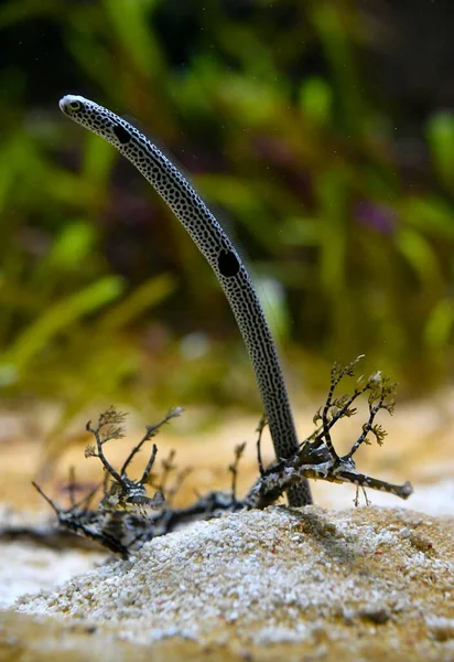 発見された庭園のウナギ Heteroconger Hassi — ストック写真