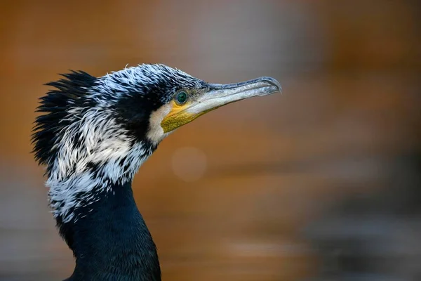 Grote Aalscholver Phalacrocorax Carbo Winterkleed Portret Baden Wrttemberg Duitsland Europa — Stockfoto