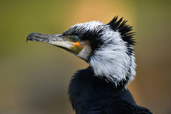 Stor Skarv Phalacrocorax Carbo Vintern Fjäderdräkt Porträtt Baden Wrttemberg Tyskland — Stockfoto