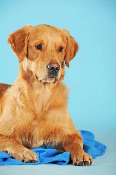 Golden Retriever Cão Deitado Cobertor — Fotografia de Stock