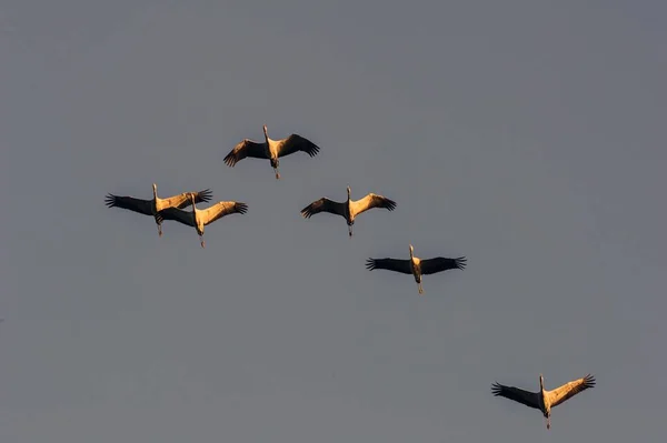 Euroasijské Jeřáby Grus Grus Letu Zingst Meklenbursko Přední Pomořansko Německo — Stock fotografie