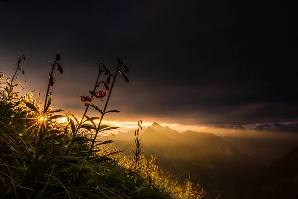 Martagon Zambakları Lilium Martagon Dağ Yamacında Güneş Doğarken Kara Bulutlar — Stok fotoğraf