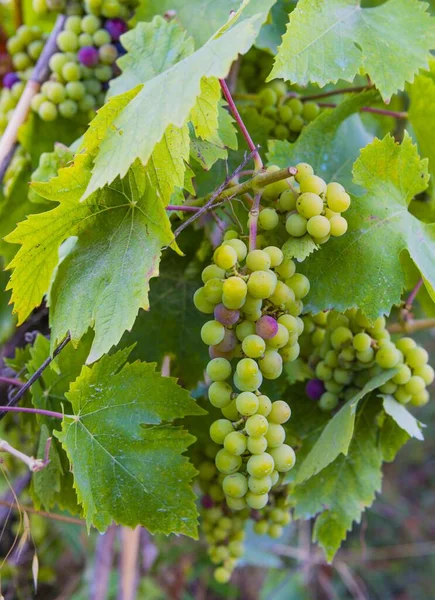 Grape Vines Unripe Blue Grapes Vineyards Lake Bolsena Bolsena Viterbo — Stock Photo, Image