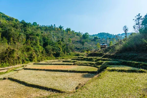 Arrozales Cosechados Kyaukme Estado Shan Myanmar Asia —  Fotos de Stock