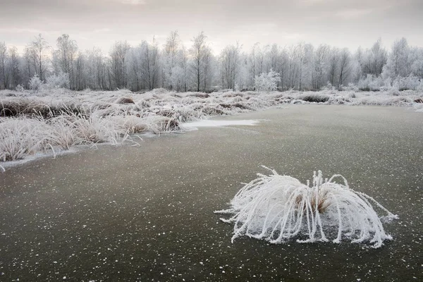 Páramo Paisaje Invierno Con Escarcha Emsland Baja Sajonia Alemania Europa — Foto de Stock