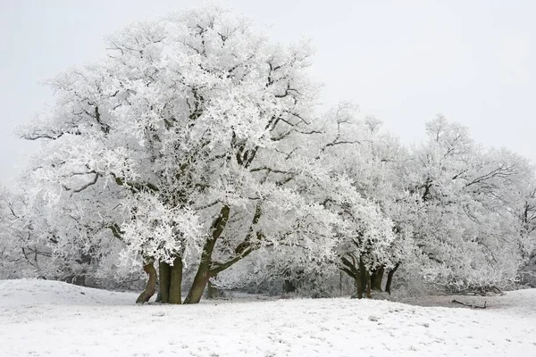 Querce Quercus Robur Con Gelo Emsland Bassa Sassonia Germania Europa — Foto Stock