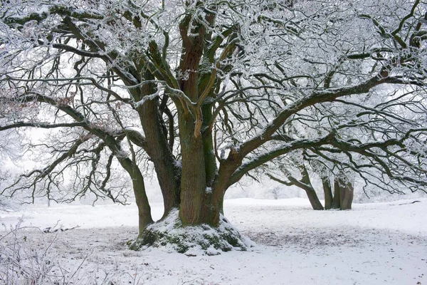 Αγγλική Oaks Quercus Robur Hoarfrost Emsland Κάτω Σαξονία Γερμανία Ευρώπη — Φωτογραφία Αρχείου