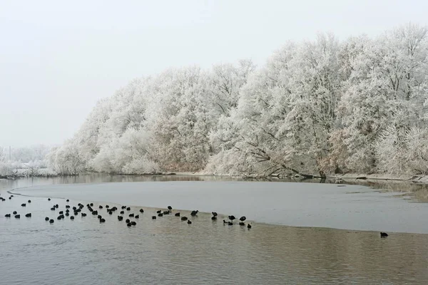 Bäume Mit Raureif Blässhühner Fulica Atra Schwimmen Eisigem Wasser Aue — Stockfoto