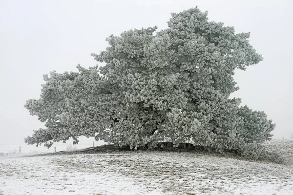 Pine Tree Pinus Sylvestris Hoarfrost Emsland Lower Saxony Germany Europe — Stock Photo, Image