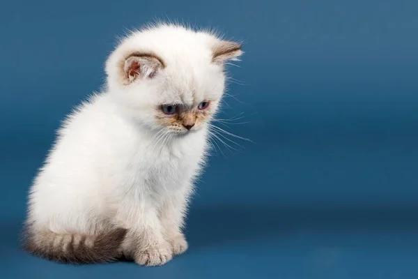 Británico Taquigrafía Gato Gatito Blanco — Foto de Stock