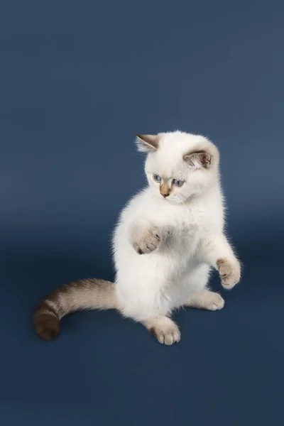 British Shorthair Cat Felis Silvestris Catus Kociak Biały Studio Shot — Zdjęcie stockowe