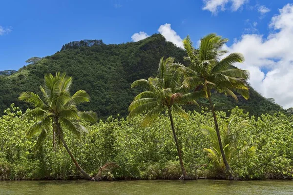 法属波利尼西亚Raiatea沿海茂密海岸的椰子树 — 图库照片