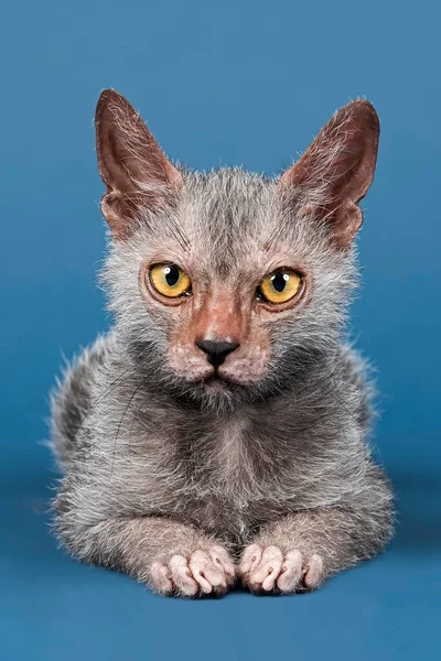 Vlkodlak Cat Lykoi Cat Felis Silvestris Catus Kotě Měsíců — Stock fotografie