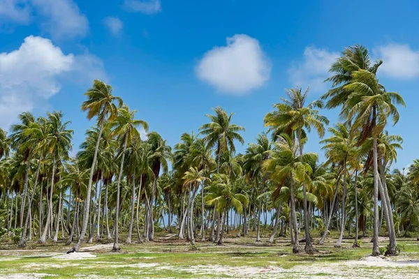 프랑스령폴리네시아의 투아모투제도 기로아 아톨에 야자나무 세아니아 — 스톡 사진