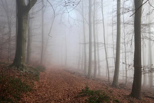 Caminho Florestal Com Folhas Outono Uma Floresta Faia Fagus Nevoeiro — Fotografia de Stock