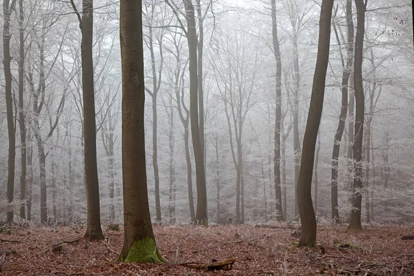 Foresta Invernale Foresta Decidua Con Nebbia Brina Dossenheim Baden Wrttemberg — Foto Stock