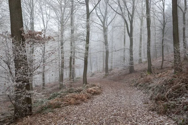 冬季森林 森林路线穿过落叶森林 有雾和霜冻 多森海姆 符腾堡 — 图库照片