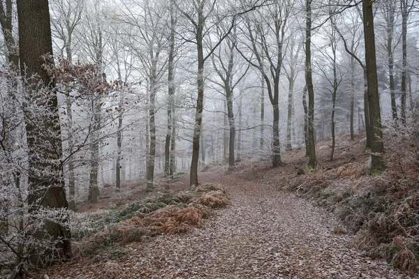 Winterwald Waldweg Durch Laubwald Mit Nebel Und Raureif Dossenheim Baden — Stockfoto