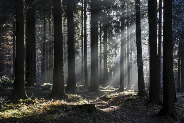 Raios Sol Brilham Através Troncos Árvores Floresta Abetos Luz Fundo — Fotografia de Stock