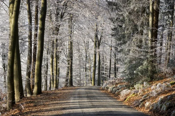 Winterwald Waldweg Durch Laubwald Mit Raureif Dossenheim Baden Württemberg Deutschland — Stockfoto