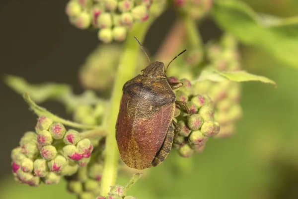 Tortoise Bug Eurygaster Testudinaria Baden Wrttemberg Germany Europe — Stock Photo, Image