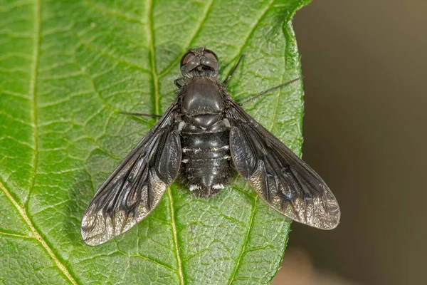 Bee Fly Anthrax Morio Κάθεται Φύλλα Baden Wrttemberg Γερμανία Ευρώπη — Φωτογραφία Αρχείου