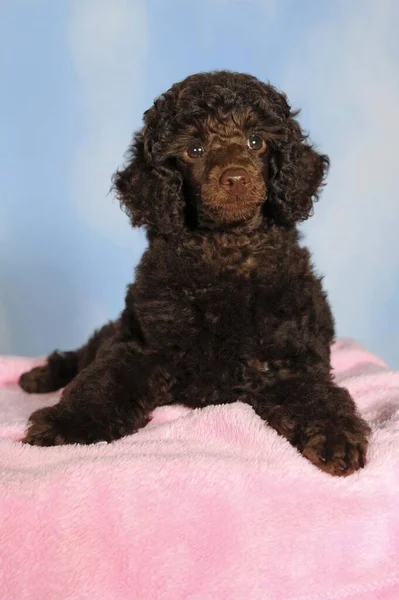 Miniature Poodle Brown Puppy Weeks Male Lying Pink Blanket — Stock Photo, Image
