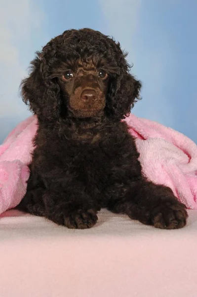 Poodle Miniatura Marrom Filhote Cachorro Semanas Masculino Deitado Cobertor Rosa — Fotografia de Stock