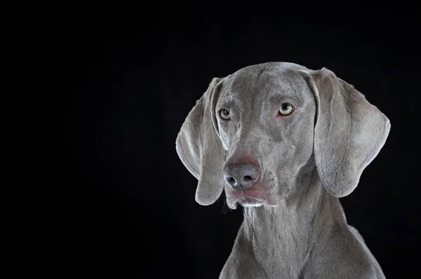 Výmarník Canis Lupus Familiaris Fena Krátké Vlasy Portrét — Stock fotografie