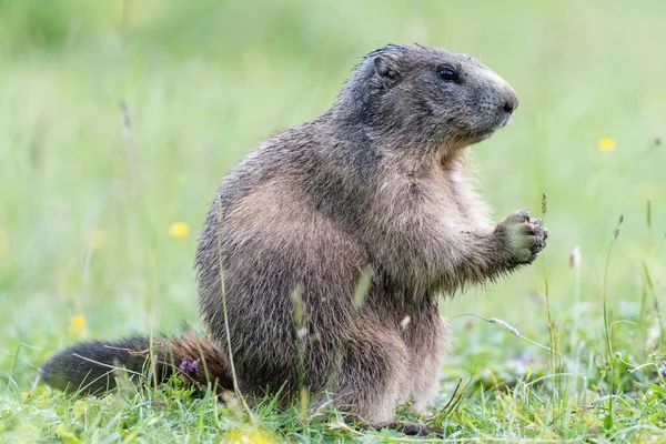 Marmot Marmota Alpské Louce Dachstein Štýrsko Rakousko Evropa — Stock fotografie