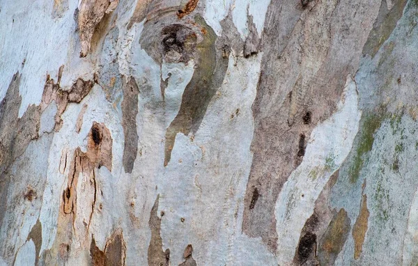 Écorce Eucalyptus Eucalyptus — Photo