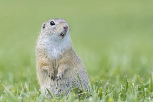 Wiewiórka Europejska Spermophilus Citellus Łące Dolna Austria Austria Europa — Zdjęcie stockowe