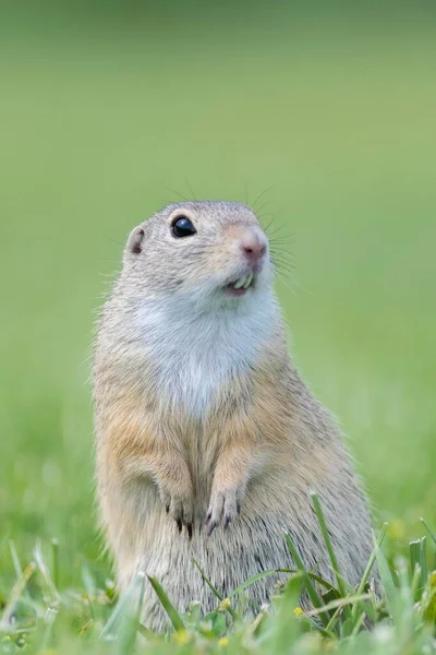 Esquilo Terrestre Europeu Spermophilus Citellus Prado Baixa Áustria Áustria Europa — Fotografia de Stock